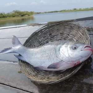 16kg+ Big River Katol Fish : 1kg